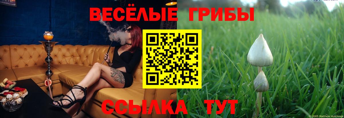 Галлюциногенные грибы Magic Shrooms  Псилоцибиновые грибы прущие грибы  Кызыл  Вход с VPN 